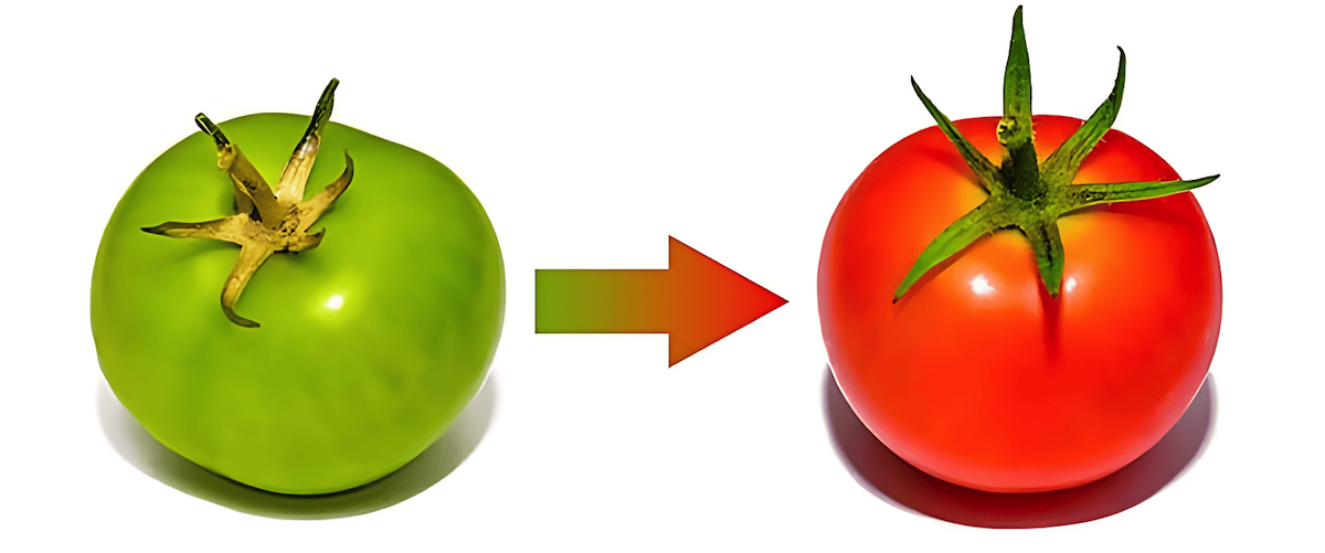 gaseous hormone that stimulates fruit ripening and the aging process