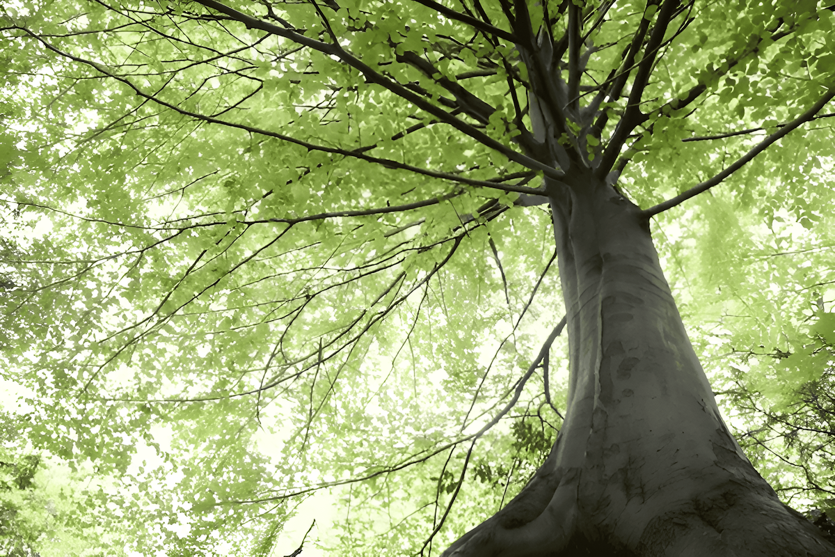 european beech growing in the eu