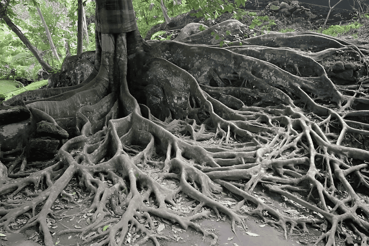 raised ground fiscus tree roots