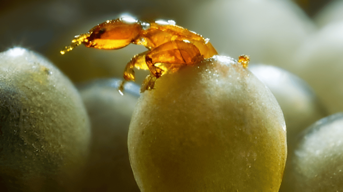 fig wasp in a fig tree on a fig