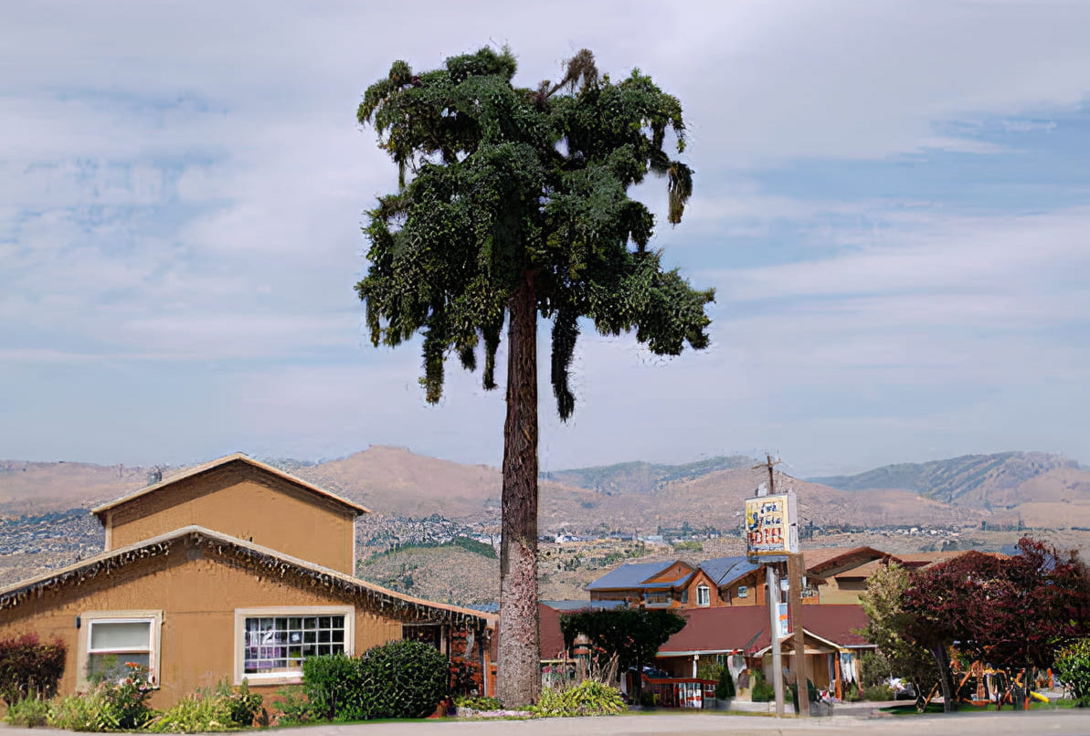 douglas fir landscape tree