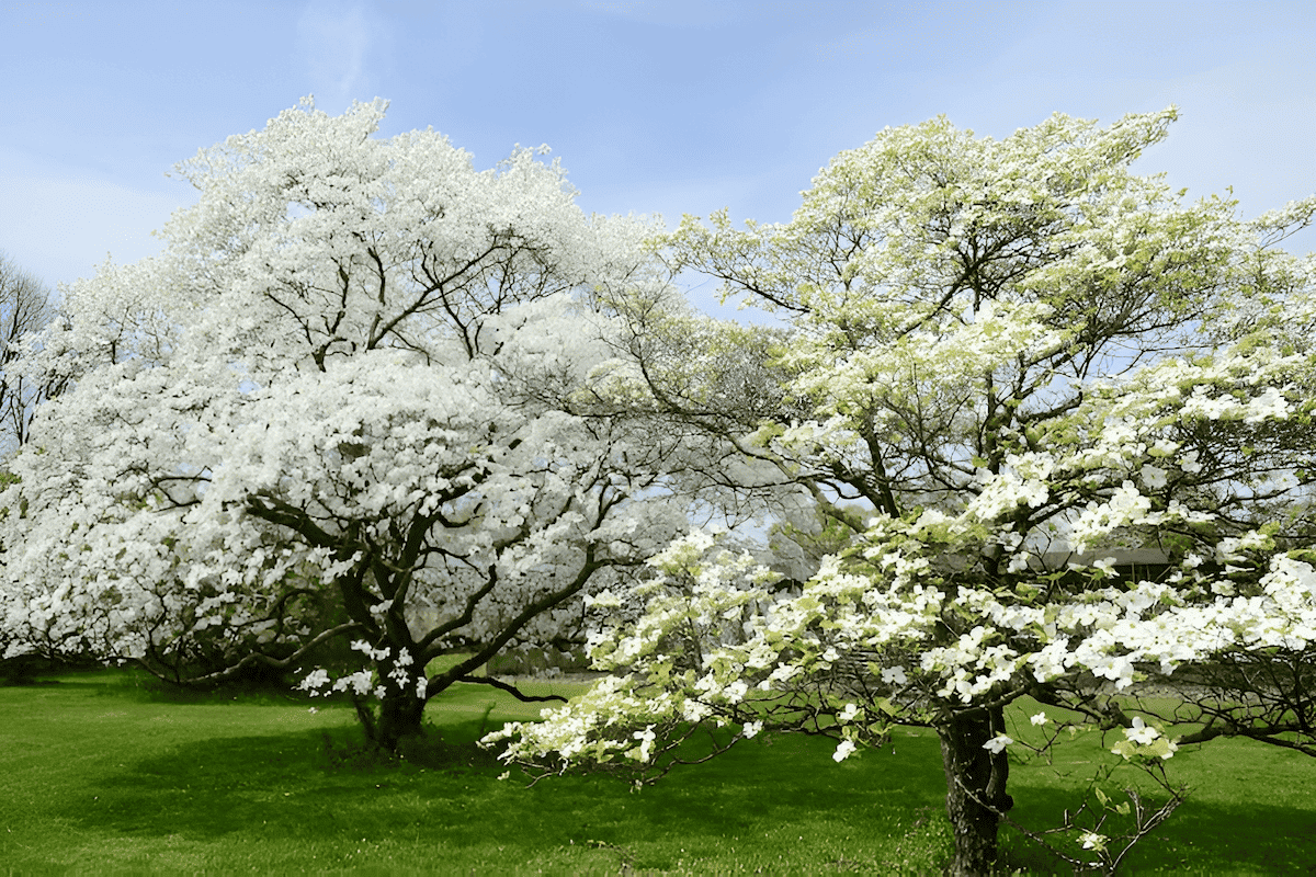 the breathtaking white flowers of a dogwood