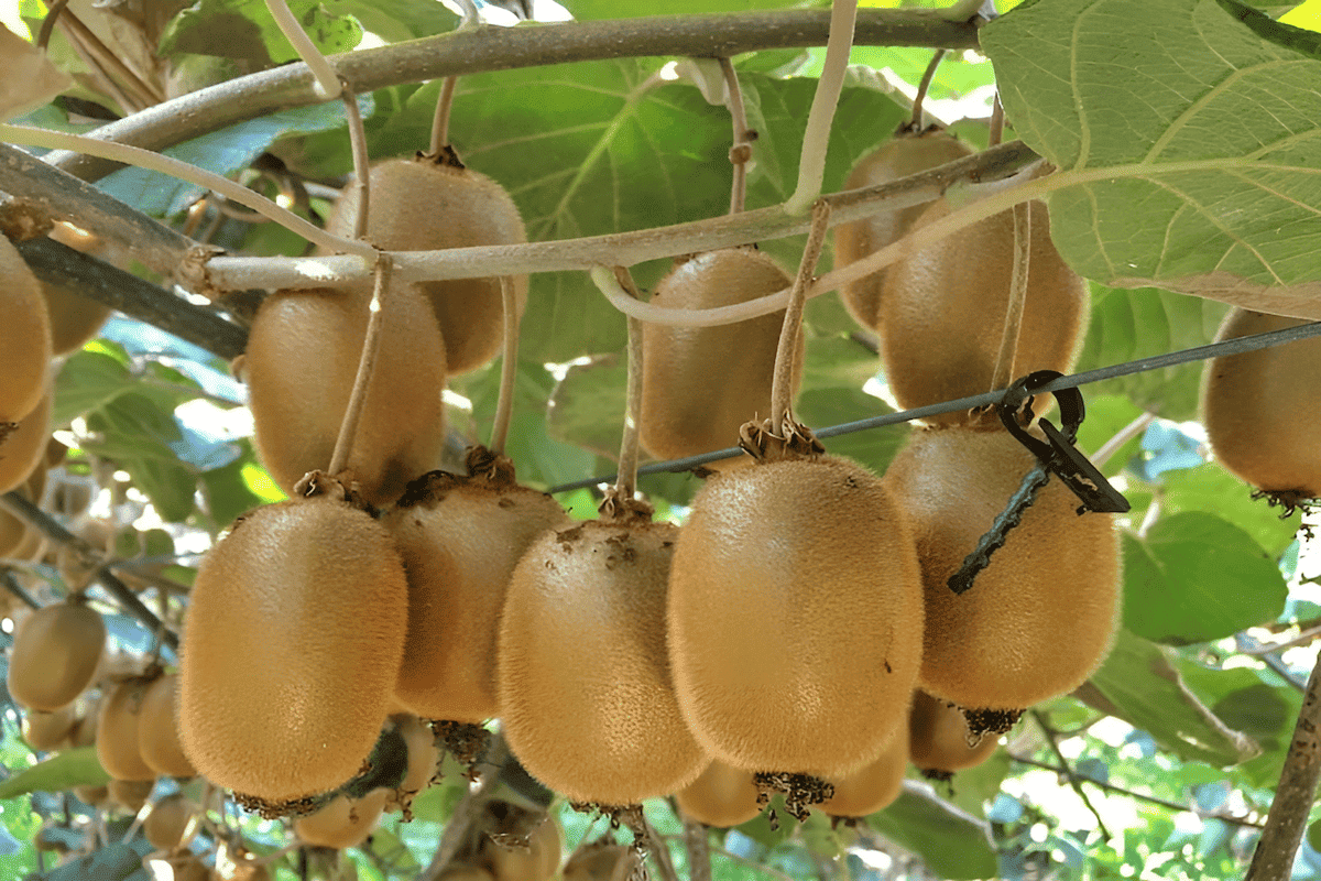 fuzzy kiwi plants from China