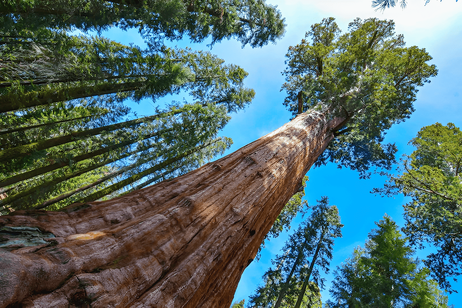 home in Sequoia National Park