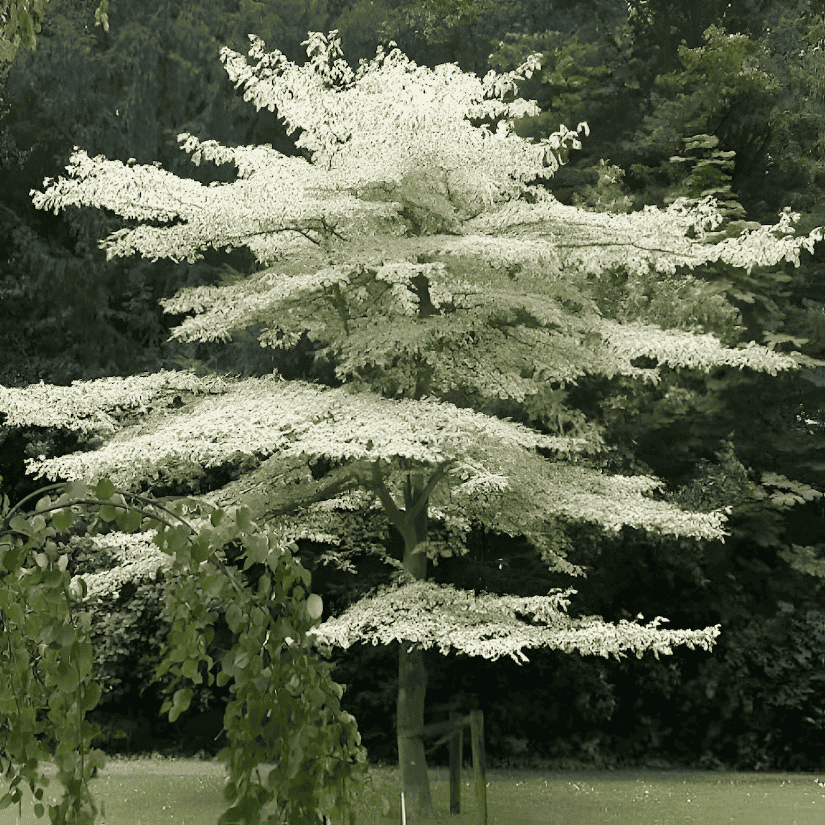 Giant Dogwood (Cornus controversa)