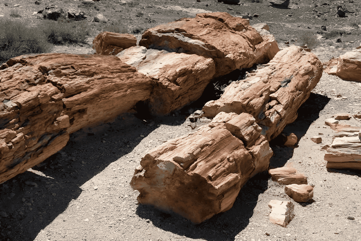 massive petrified tree trunks