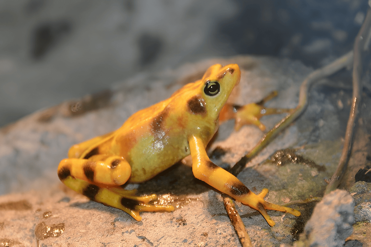 native to the ethereal cloud forests of Costa Rica