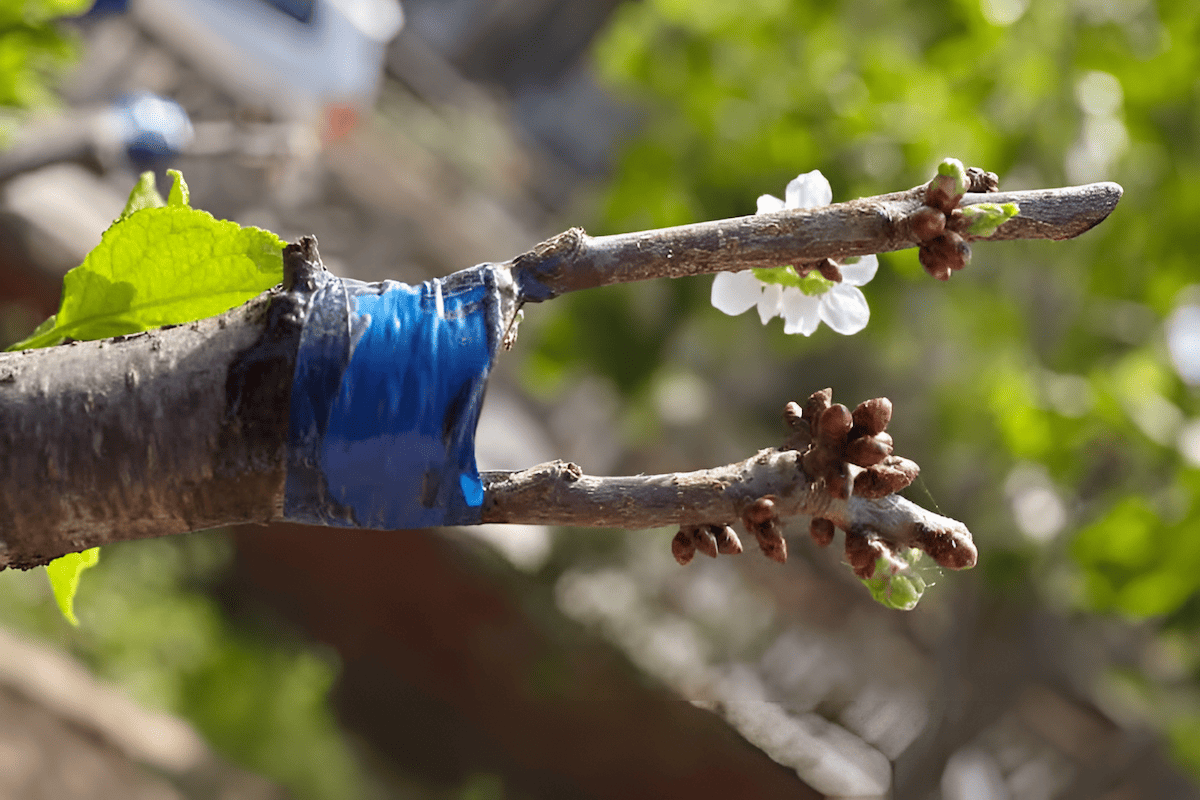 grafting one tree species onto another to fight climate change