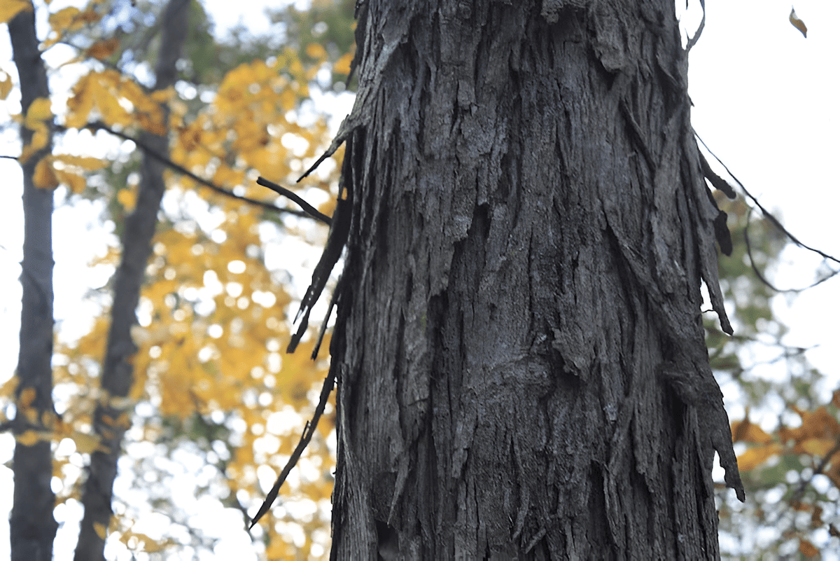 bark ridges and furrows can give away the bark of a hardwood tree at a glance