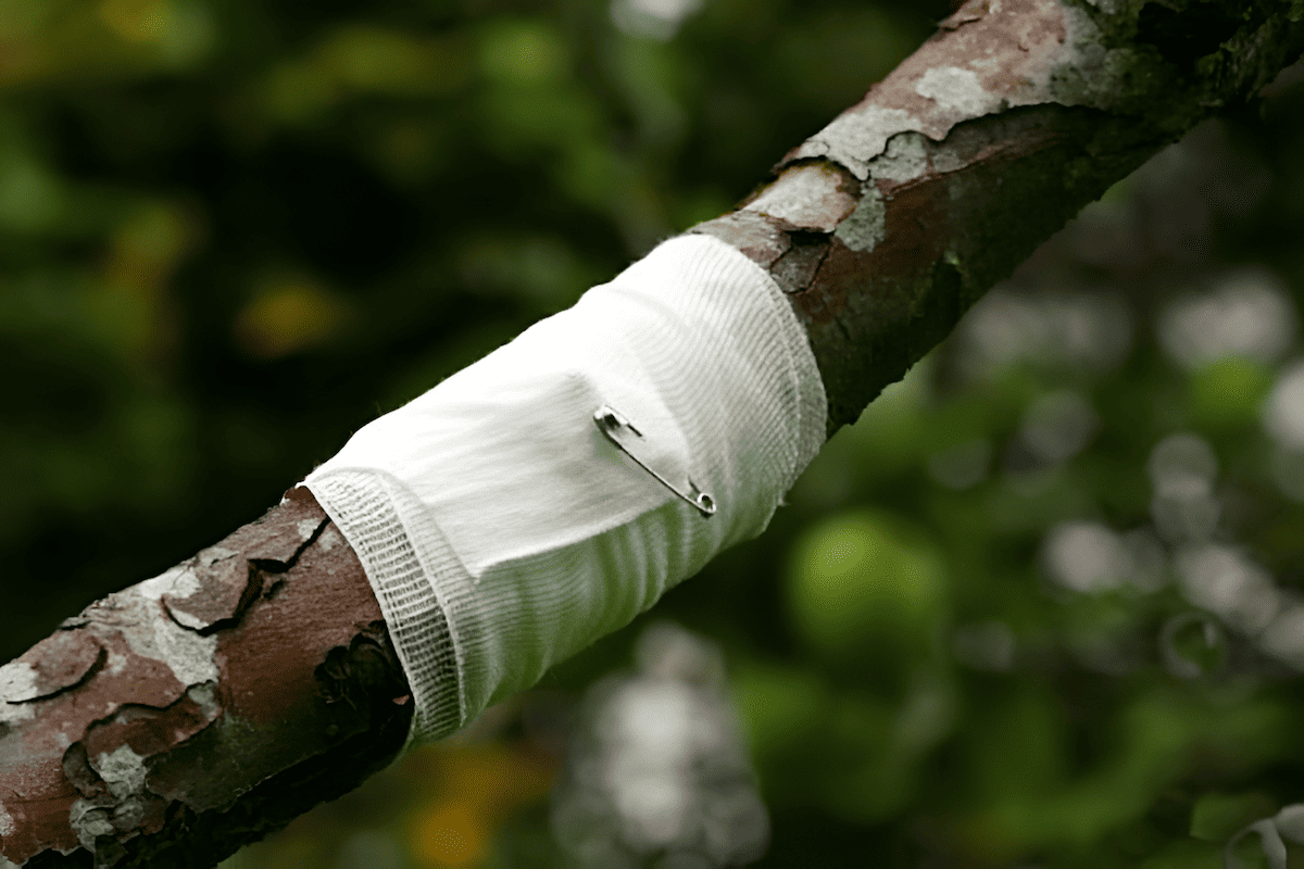 a bandage for a tree