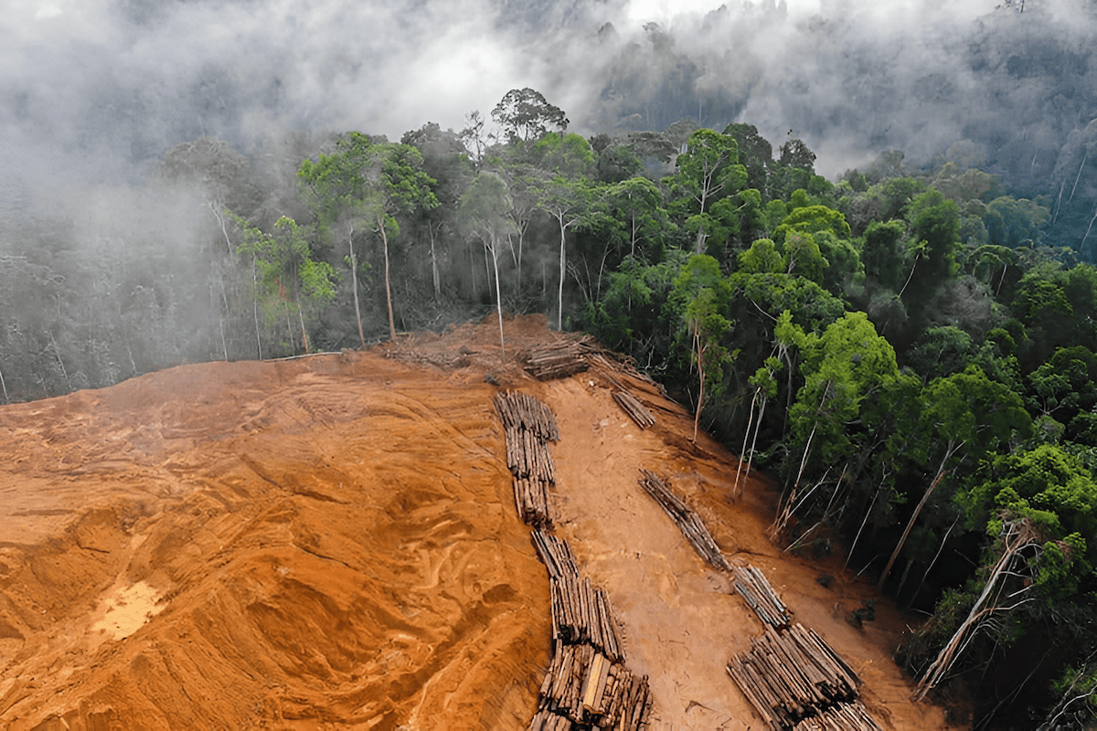 unauthorized timber extraction