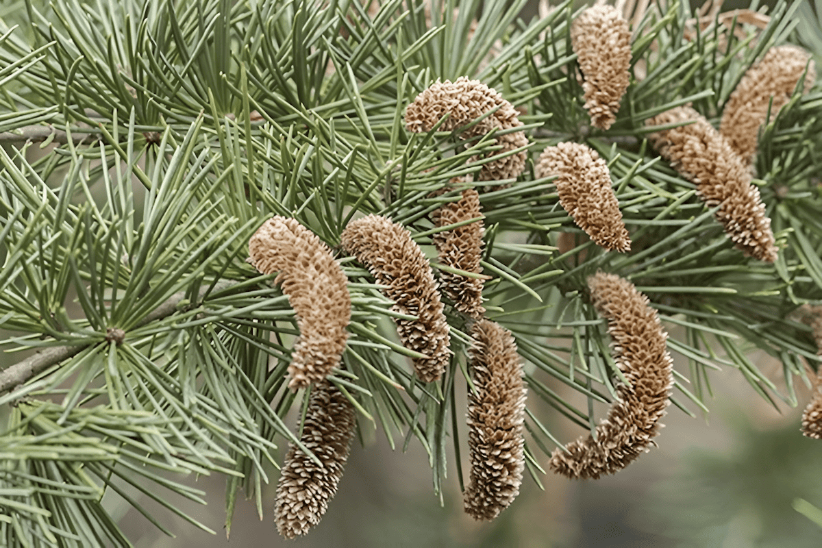 indian cedar tree