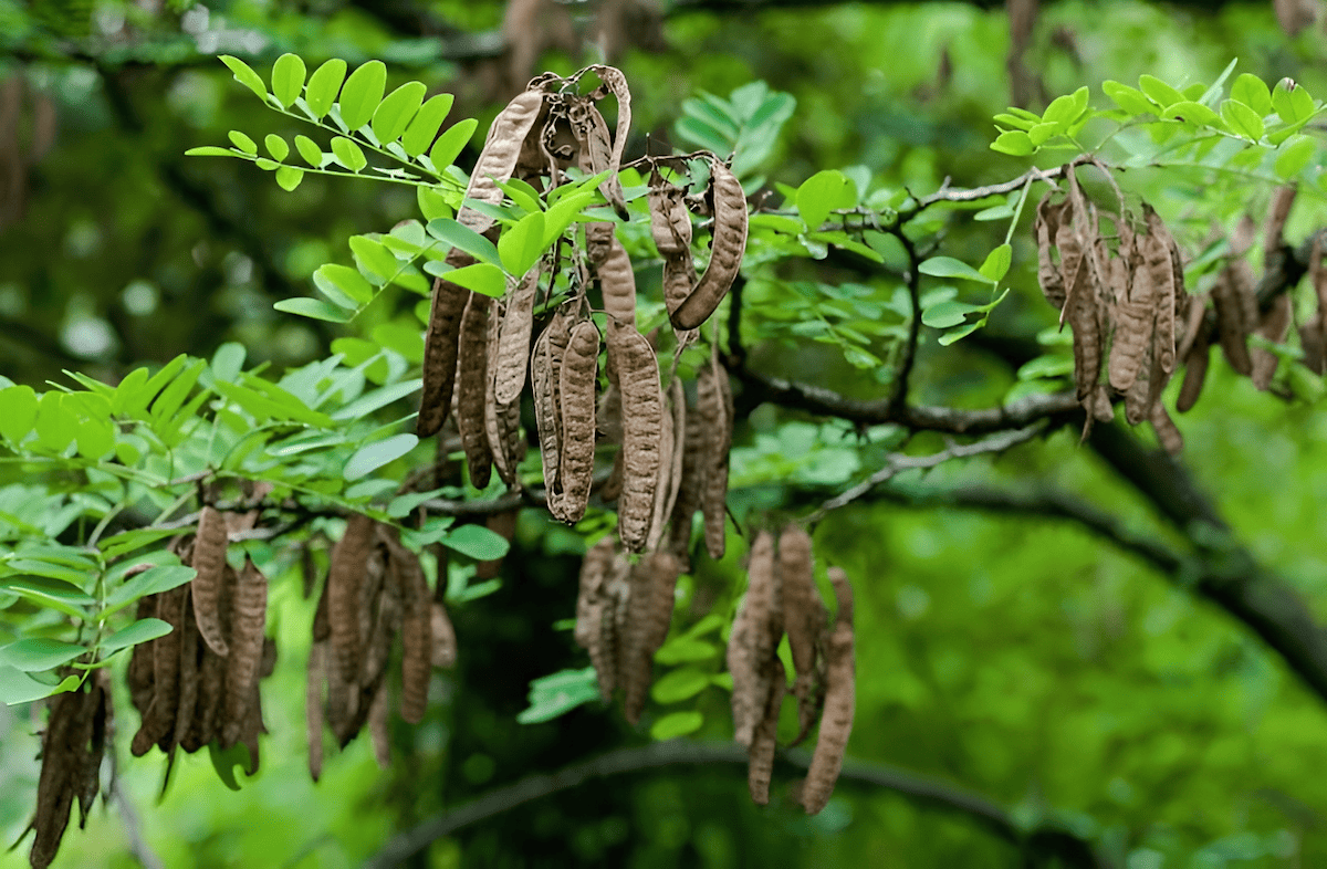 black Locust can dominate and disrupt local ecosystems when introduced outside of its native range