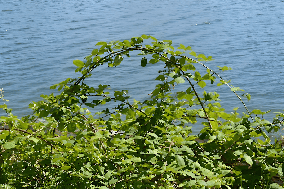 Himalayan Blackberry can lead to reduced biodiversity and the displacement of native plants and animals