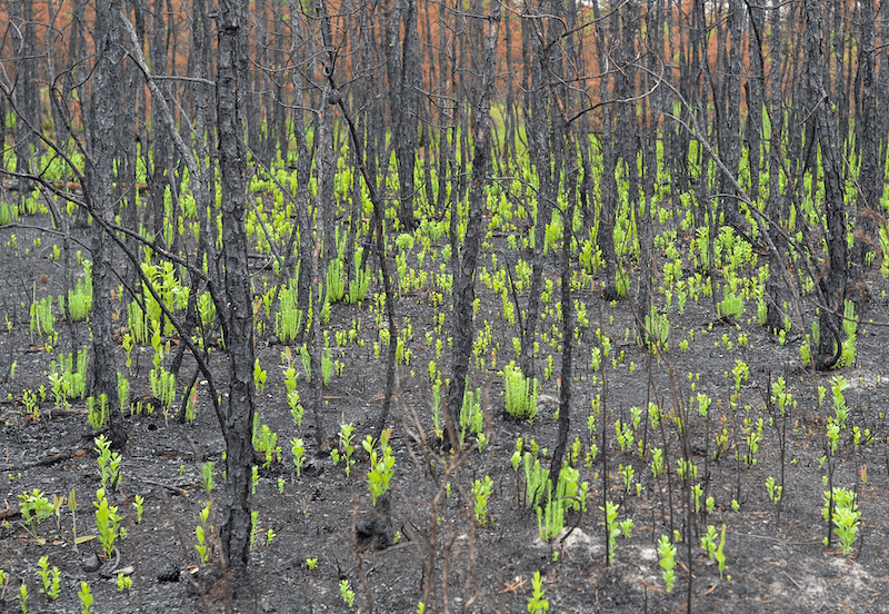 despite their attractive flowers and timber value, Paulownia trees pose a significant threat to biodiversity in areas where they become established outside of their native range