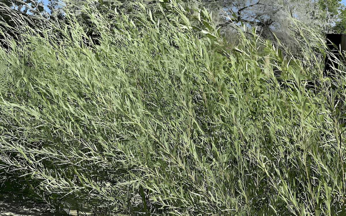 the uncontrolled spread of willow trees cause ecological disruptions in natural habitat