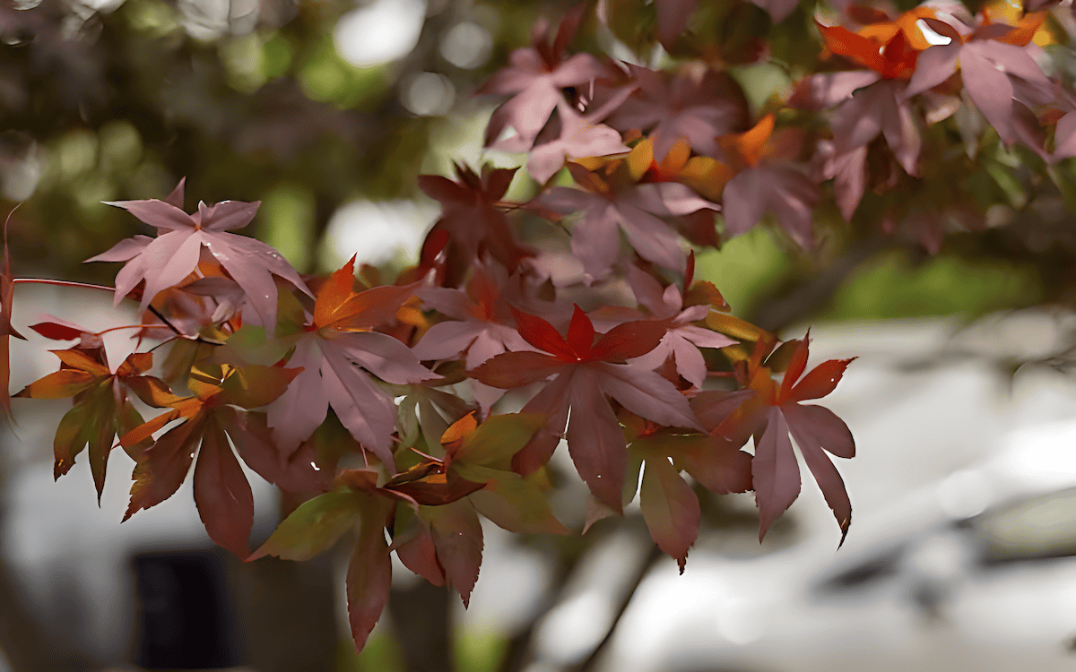 distinct japanese maple trees