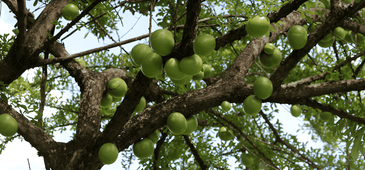 jicaro tree costa rica