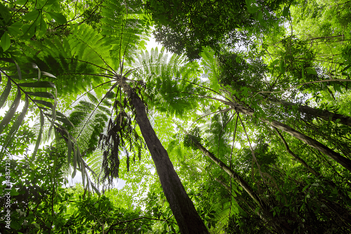 dinosaurs, ferns and pine trees