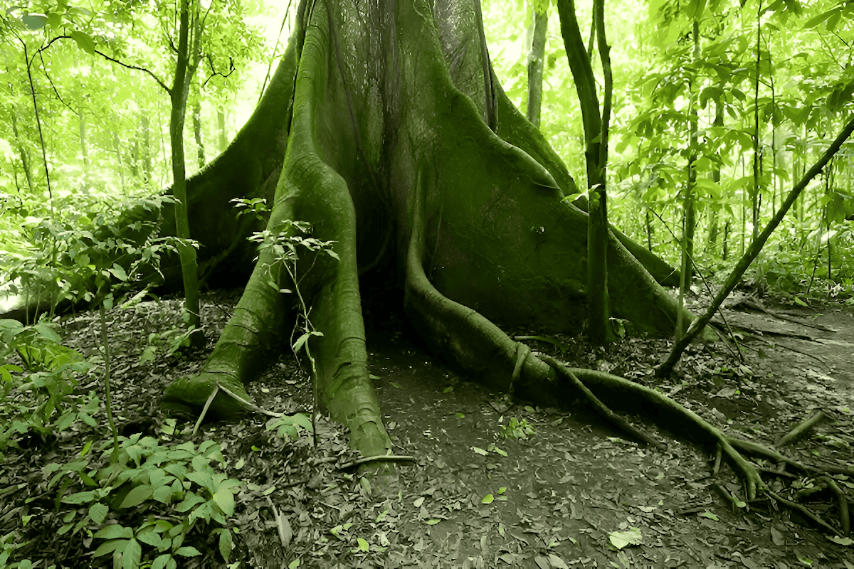 providing habitat and food for a diverse array of organisms