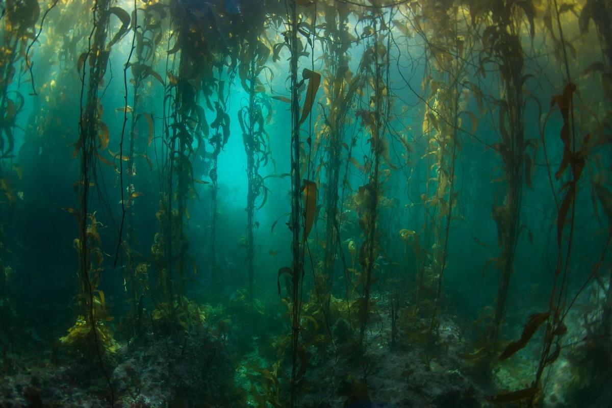 underwater forests