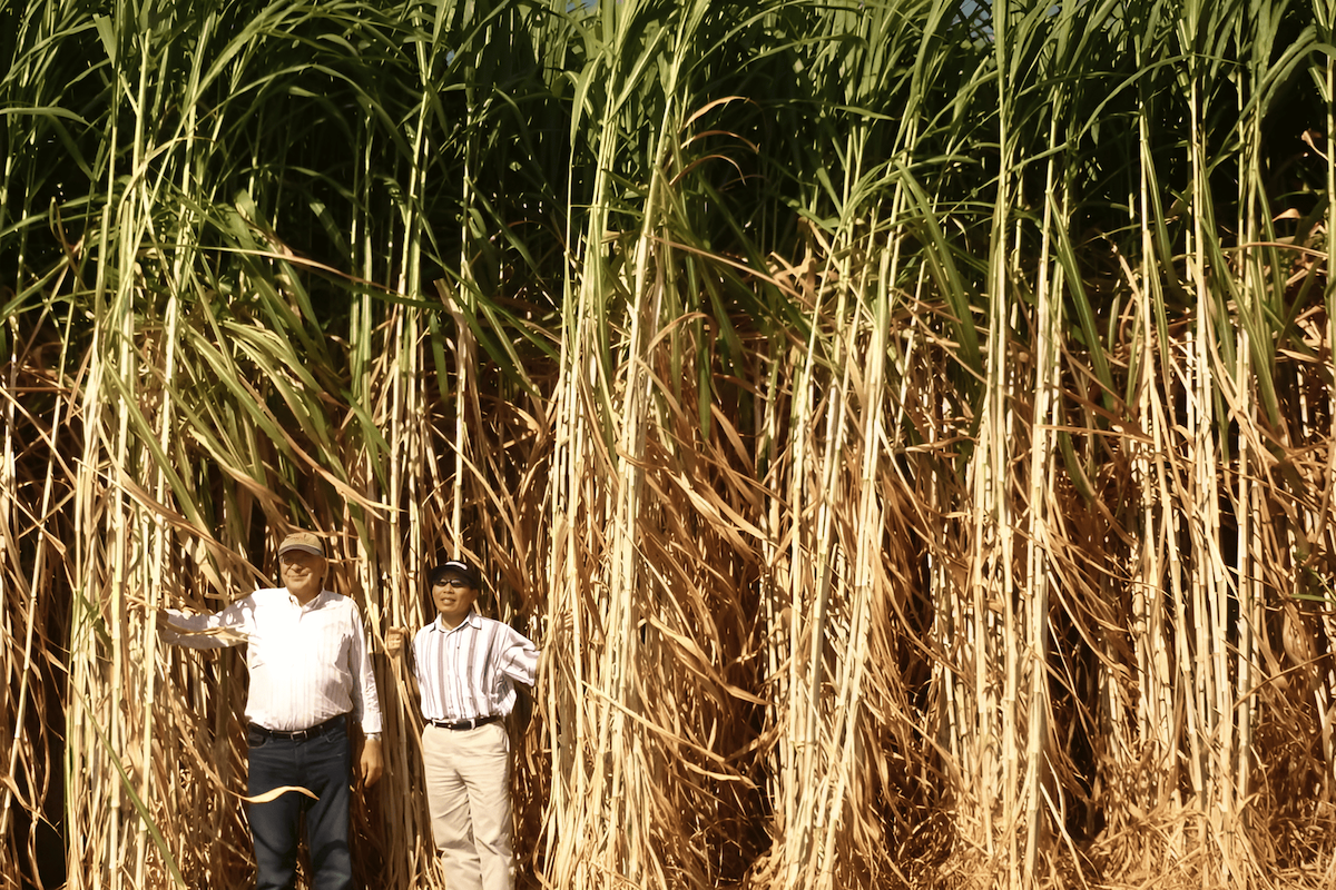 harvesting king grass biomass