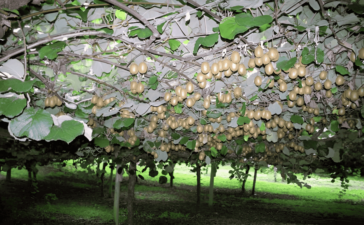 kiwi tree plant trellis