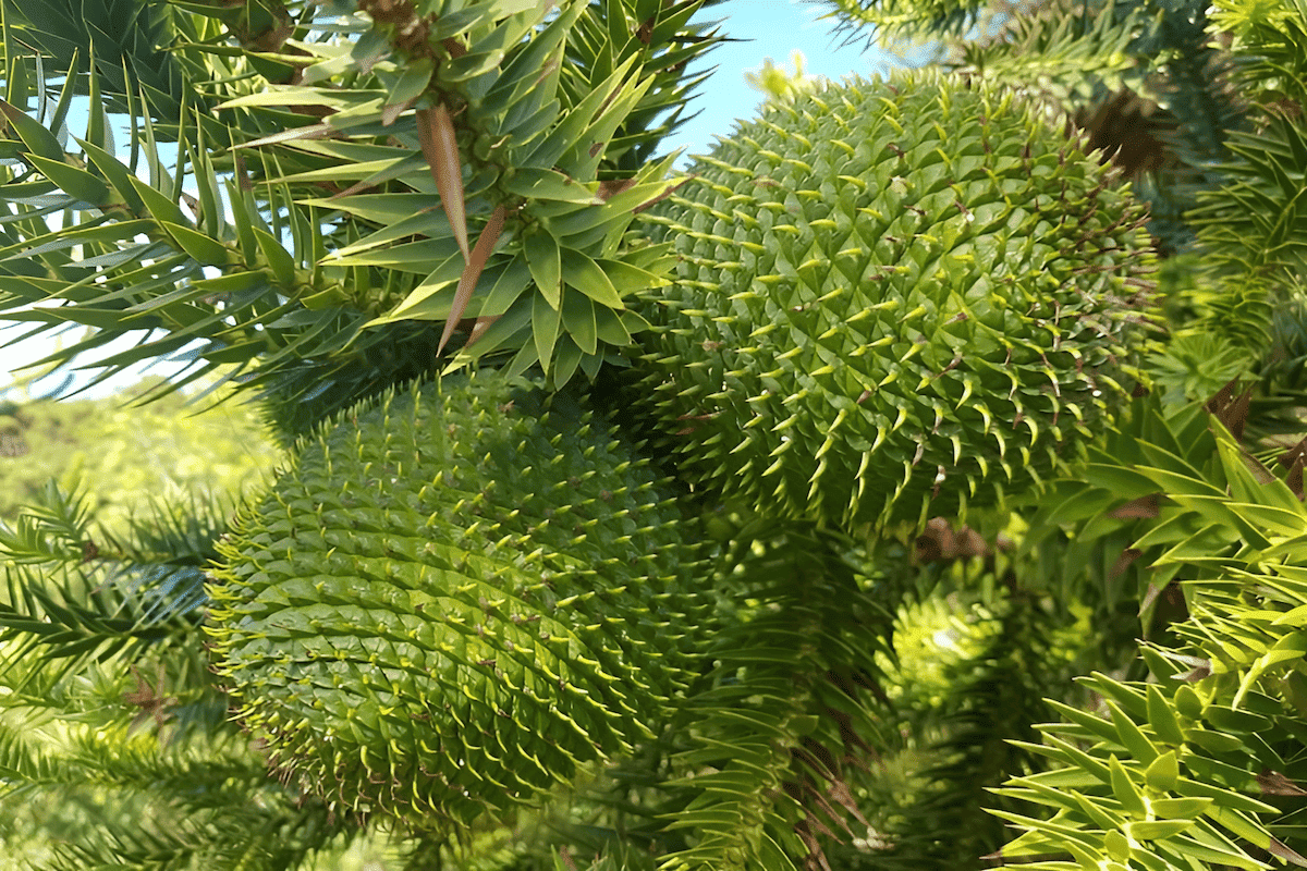 new guinea klinki pine - the jurassic jungle tree