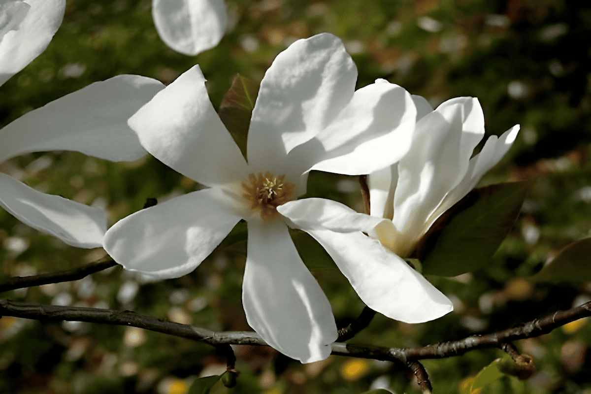 impressive resistance to many common tree diseases and pests