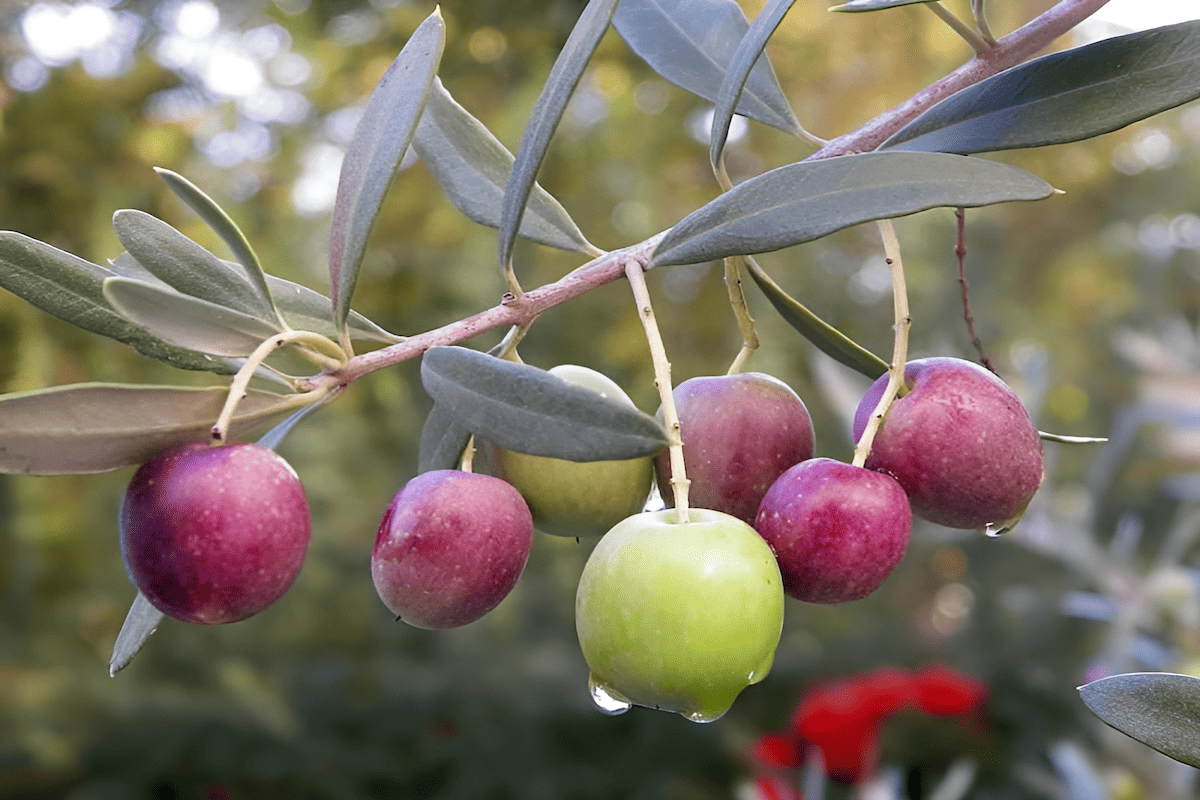 greek koroneiki olive trees