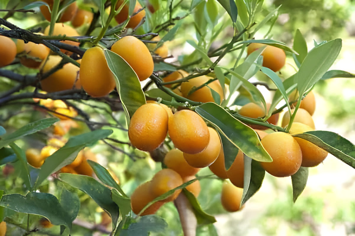 kumquat grove