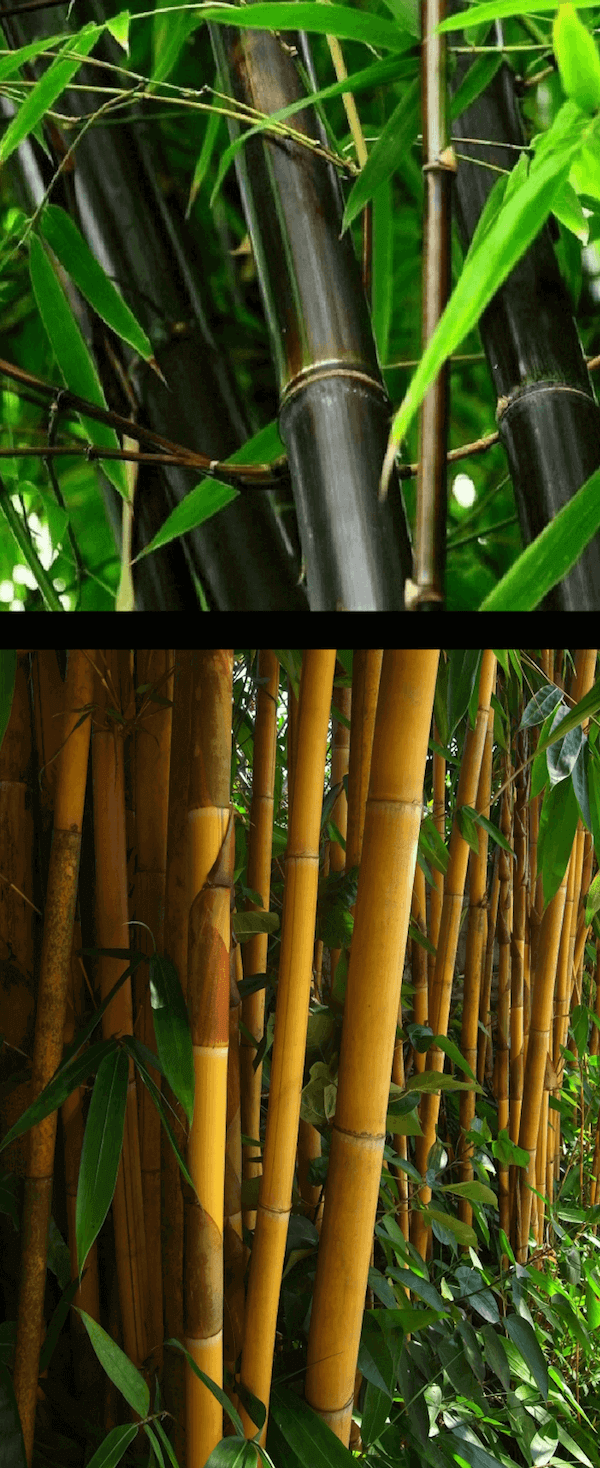 Is Bamboo Wood?  Bamboo Plants HQ