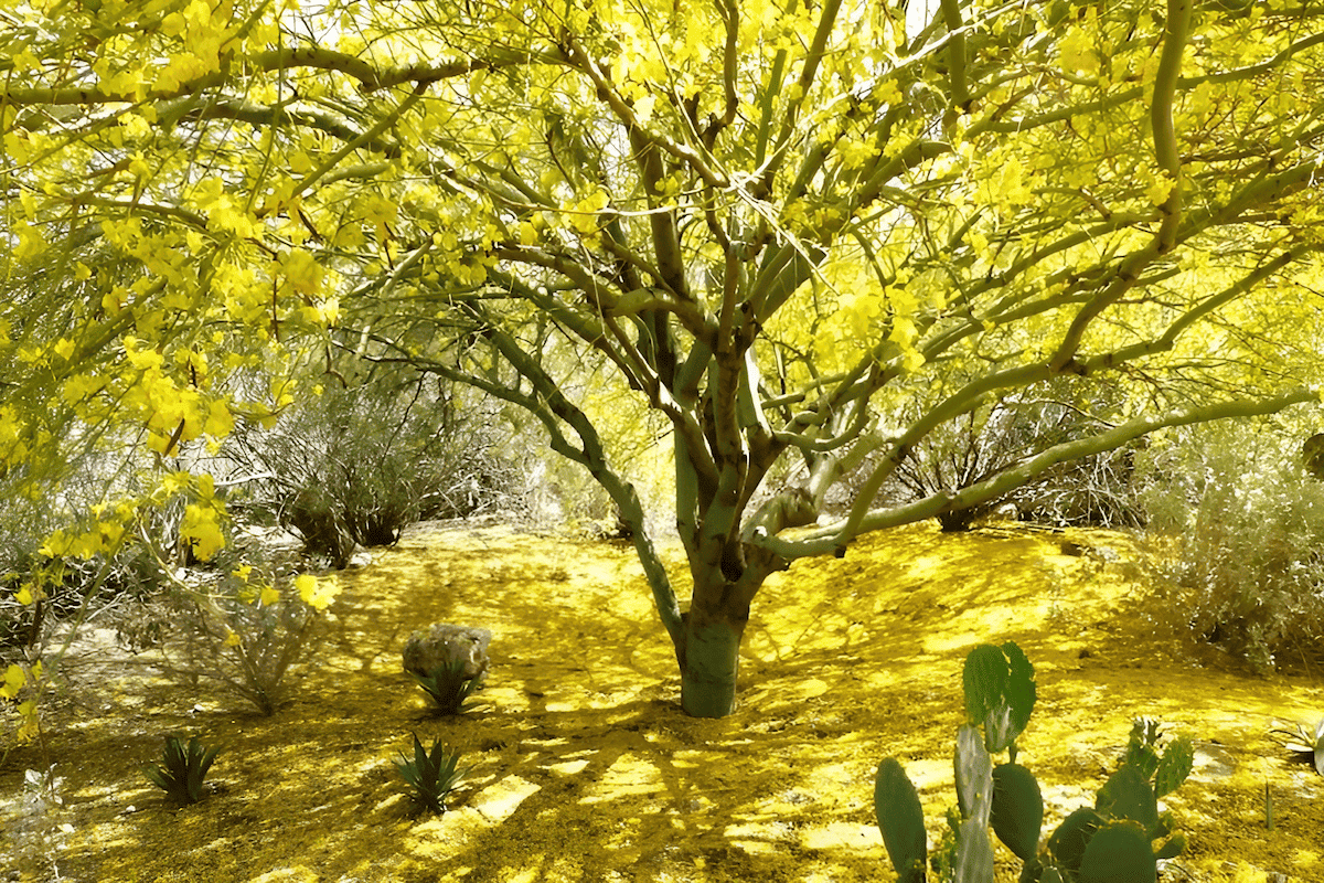 a desert landscape tree planted for aesthetics