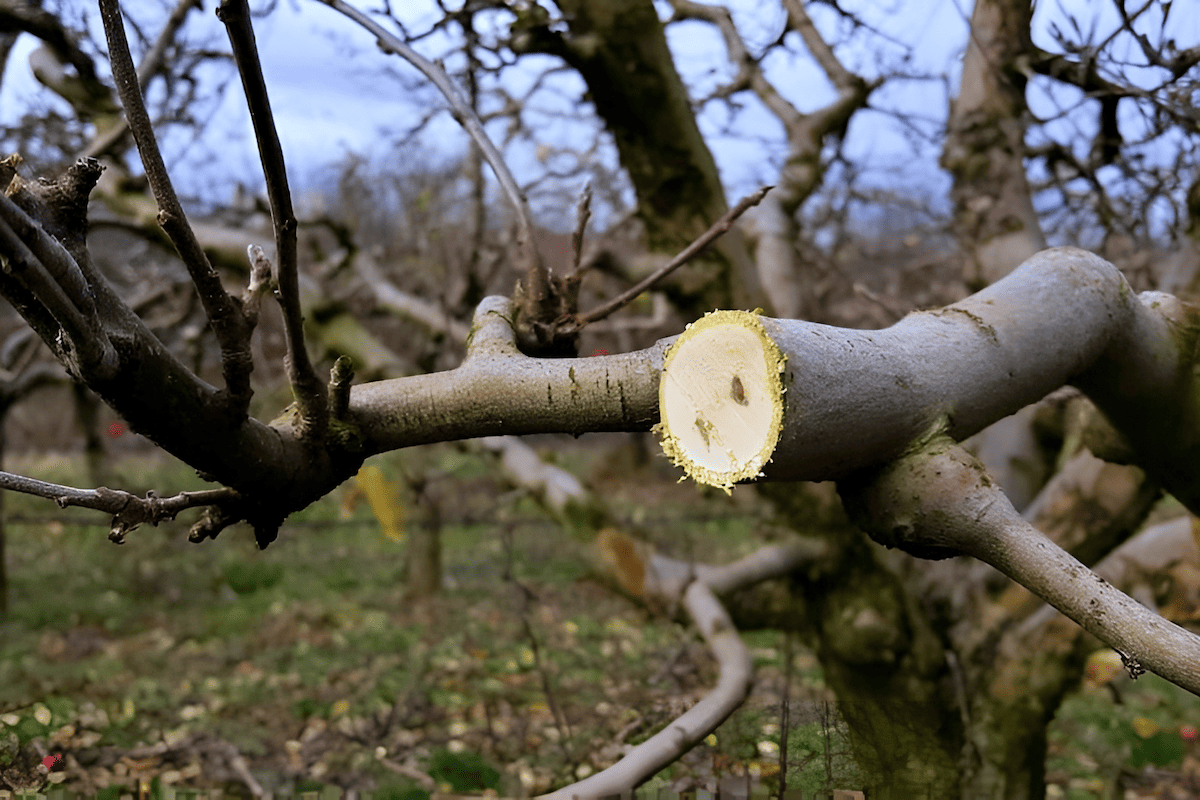 Lateral branches sprouting from the sides of the stem or trunk of a fruit or nut tree