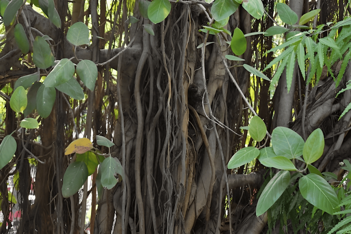 indian laurel tree