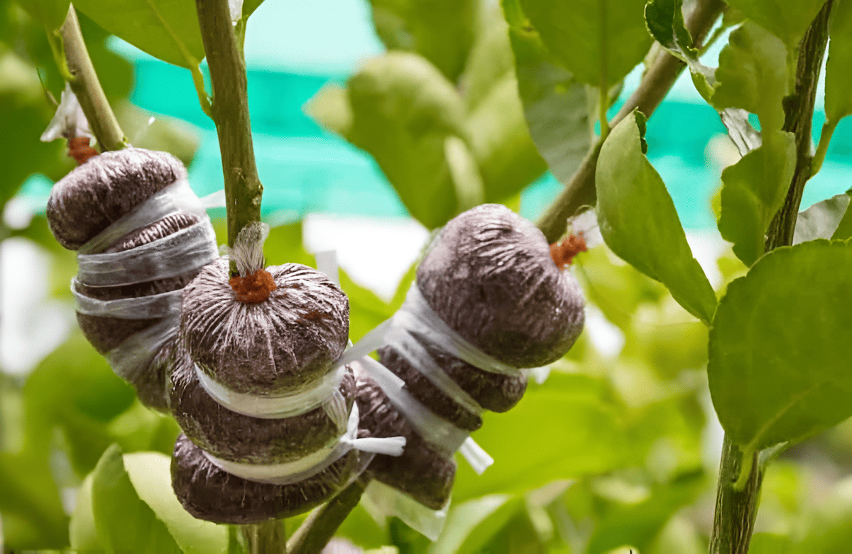 tree propagation by layering can take several months to a year