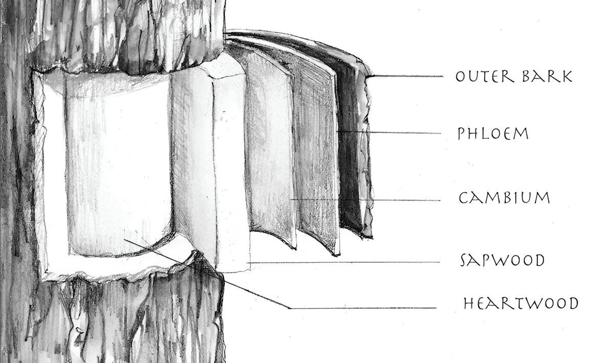 layers of bark functions as a transportation highway, carrying the sugars and nutrients produced during photosynthesis in the leaves to all parts of the tree