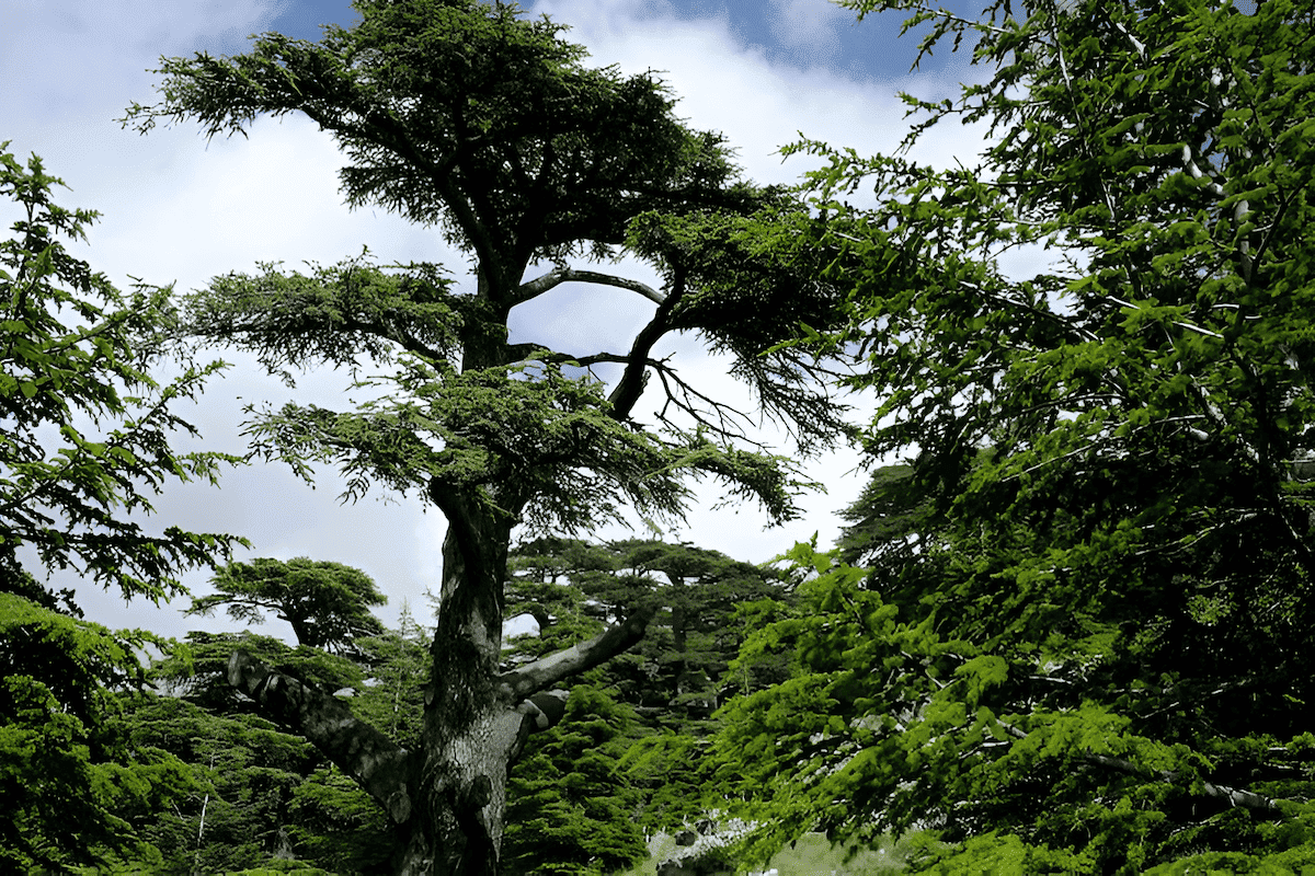 turkish lebanon cedar