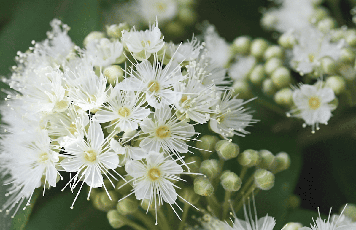 potent lemon aroma