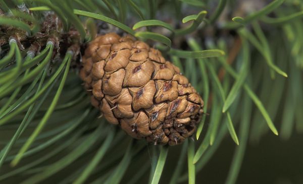 Seed Cones That Hang From Coniferous Pine Spruce And Yew Trees