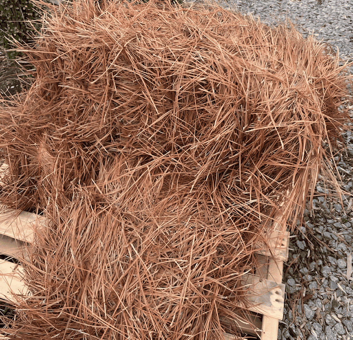 the landscaping pine straw - longleaf pine straw