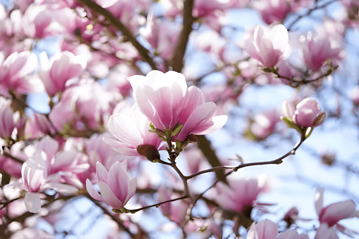 Magnolia trees, with their myriad forms, colors, and sizes, perfectly embody biodiversity in plant life