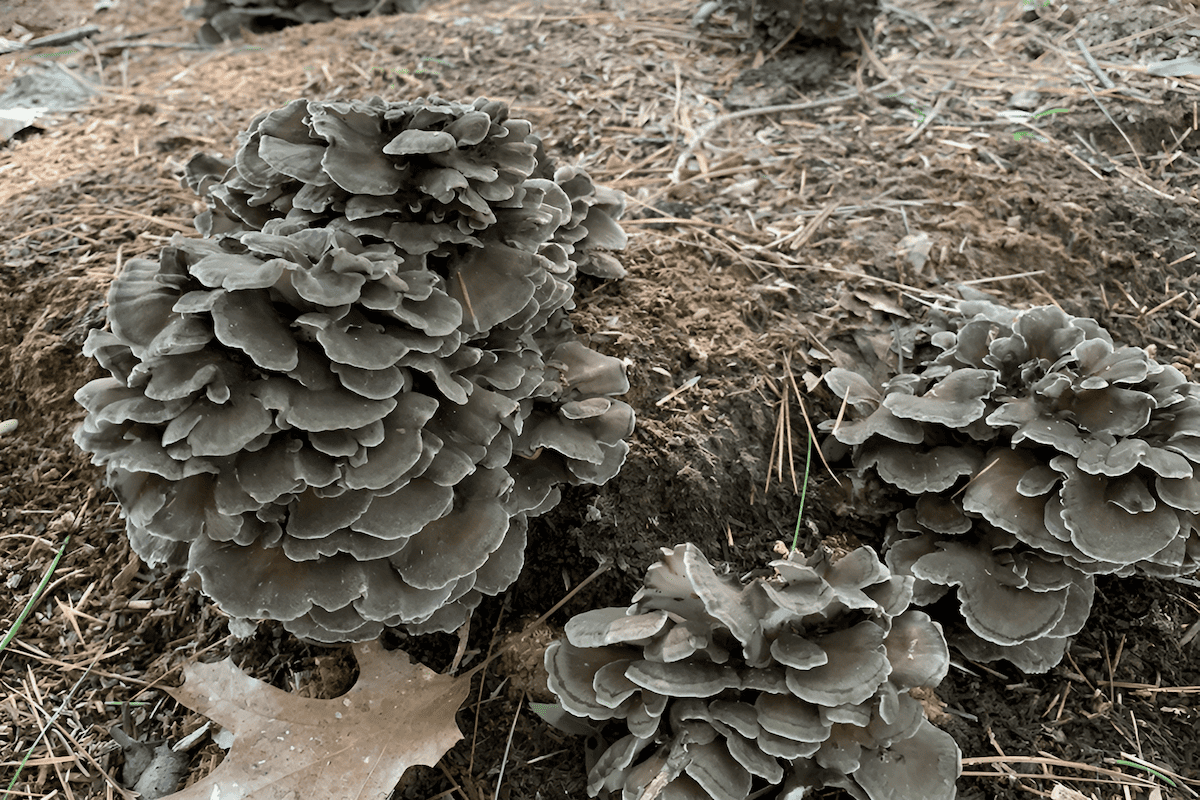 maitake mushrooms log