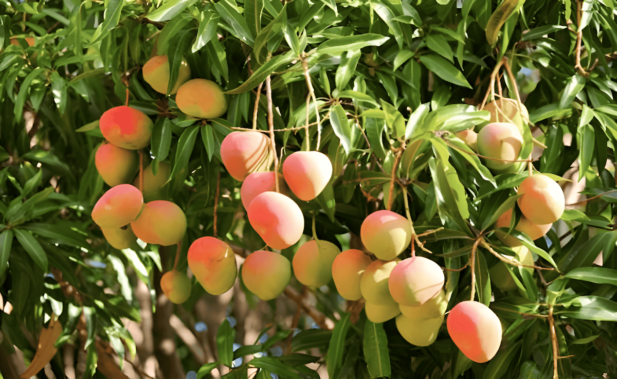 the tropical mango tree