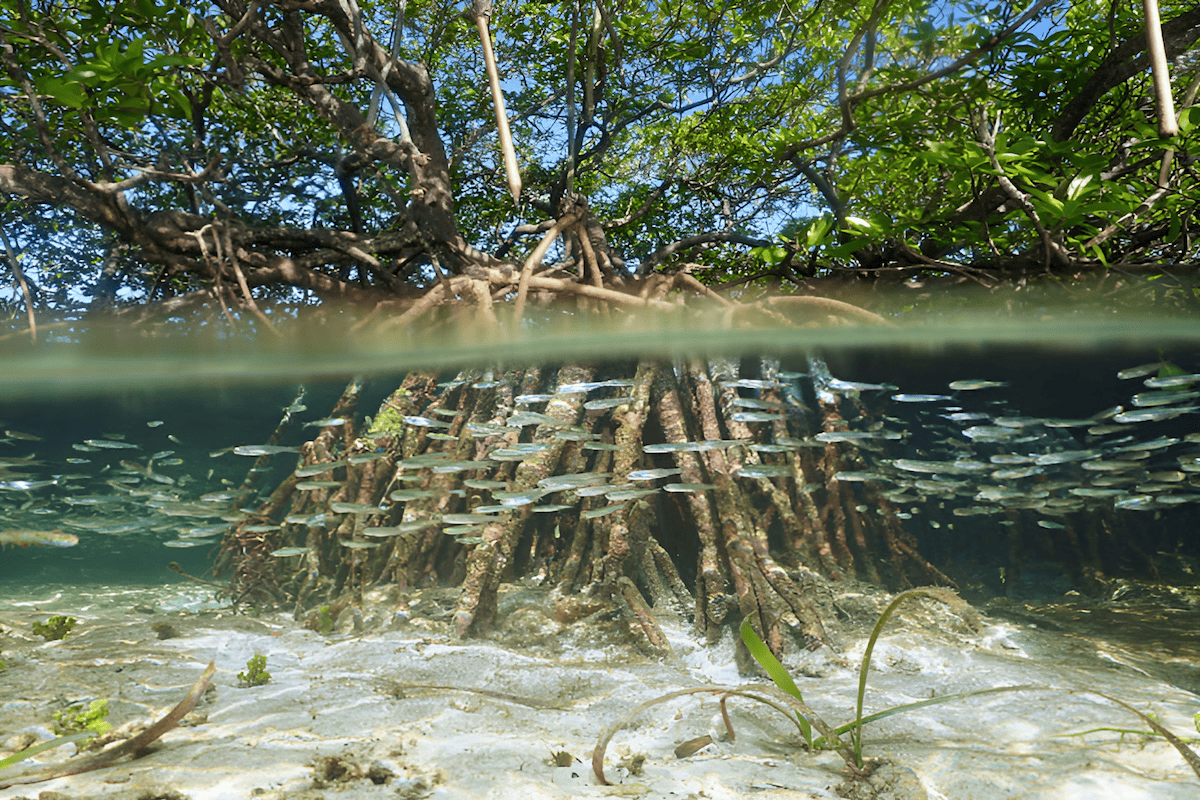 the underwater world of a mangrove coastal forest