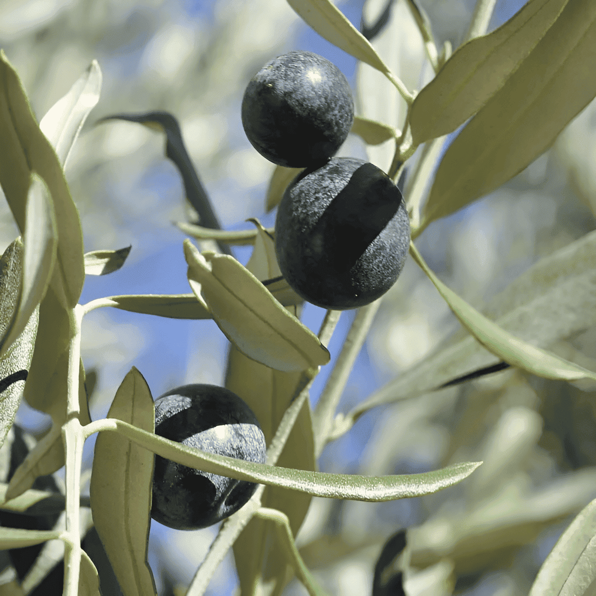 portugal manzanilla olive trees