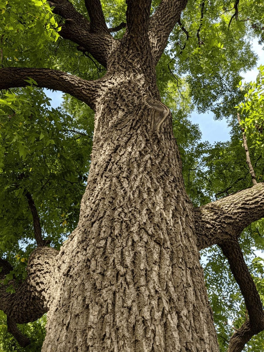 how much is a full grown black walnut tree worth