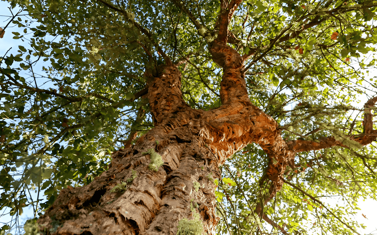 this tree is the primary source for commercial cork products like wine bottle stoppers