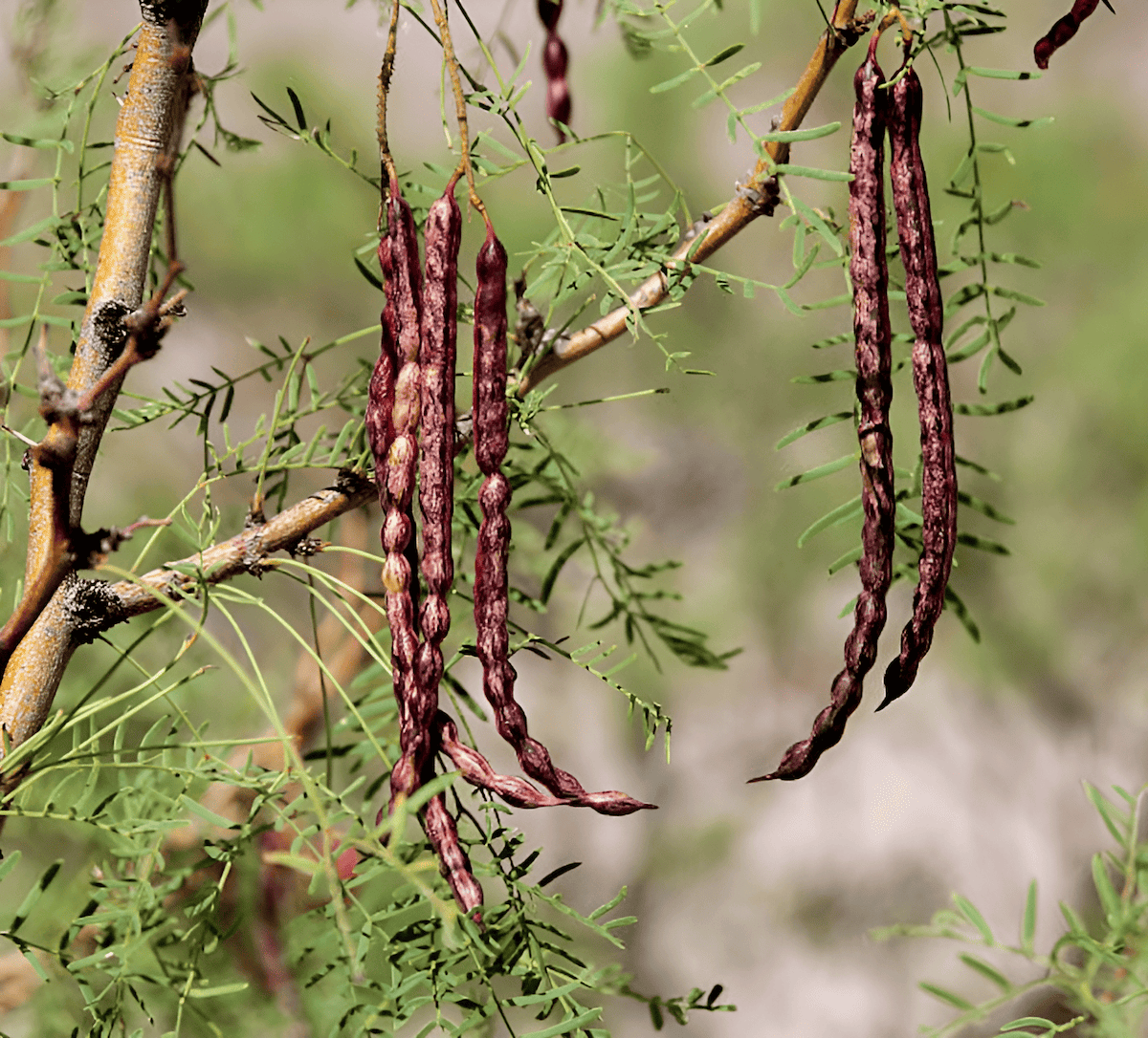 mesquite is a drought-tolerant tree providing shade and edible pods