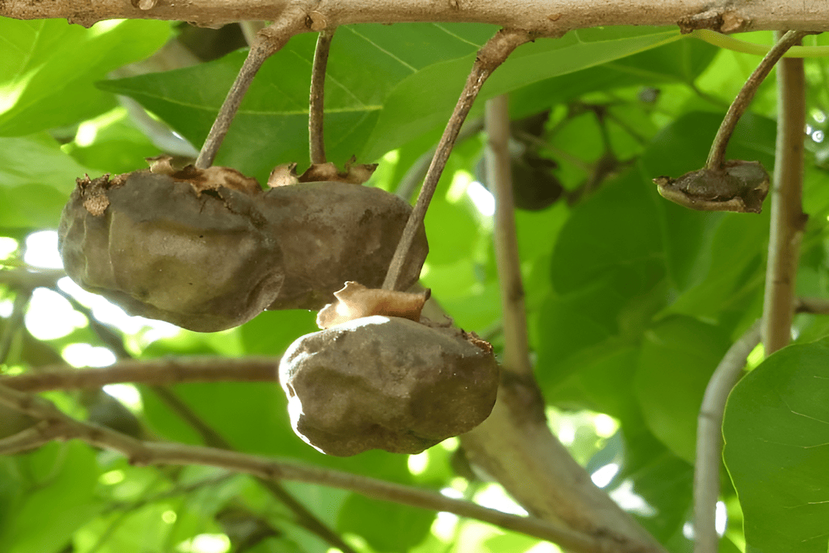 hawaiian islands moloka'i milo tree